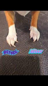 Overgrown nails can cause pain and discomfort for dogs, making it difficult for them to walk comfortably. The nails can become painful and potentially ingrown if they grow too long. Adrienne's grooms @topfans #daschundpuppiesnearme #chihuahuapuppy #dog #dogsofinstagram #dancedog #bathdog #doglife #dogbath #bathtime #doglover #dognails #dognailtrim #dognailtrimming | Adrienne's grooms | Facebook