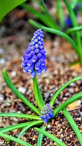 아름다운 꽃의세상 아산 세계꽃식물원에서 만난 친구들 색도곱고 활짝펼친 꽃잎과 꽃술이 예쁘기 그지없네 봄은 이미 절정을 지나고 있는 듯 하다 보라색 무스카리,라덴스제라늄.. 튜울립...백합,수선화 비덴스데이지...유리옵스국화 쉽지않은 이름들 이지만 이쁜꽃들 | Caseykc Kim