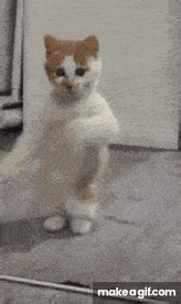 dancing cat on Make a GIF