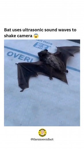 The Unseen Facts | Business and Marketing 📈 | Bats produce echolocation by emitting high frequency sound pulses through their mouth or nose and listening to the echo. With this echo,... | Instagram