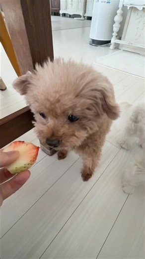 소극적인 아이, 저돌적인 아이