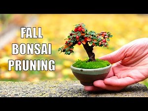 Fall Bonsai Pruning: Cotoneaster + Quince + Maple