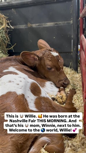 Jennifer Kraus NC5 on Reels