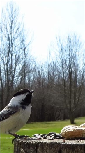 Chickadee takes a peanut on a sunny spring afternoon