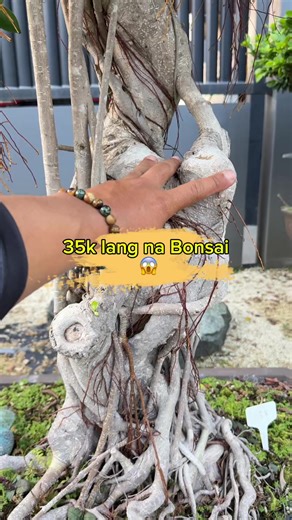 Exploring Large Ficus Bonsai Trees in the Philippines