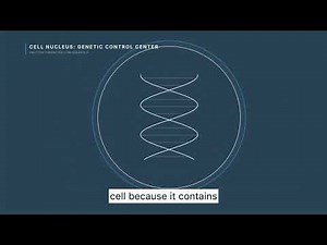 Cell Structure Explained (Organelles and Functions)
