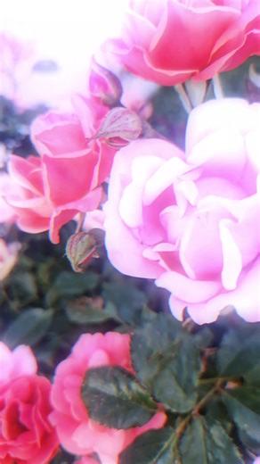 I'm obsessed 🌹 #knockoutroses #coralrose #pinkroses #roses #garden #rosebush