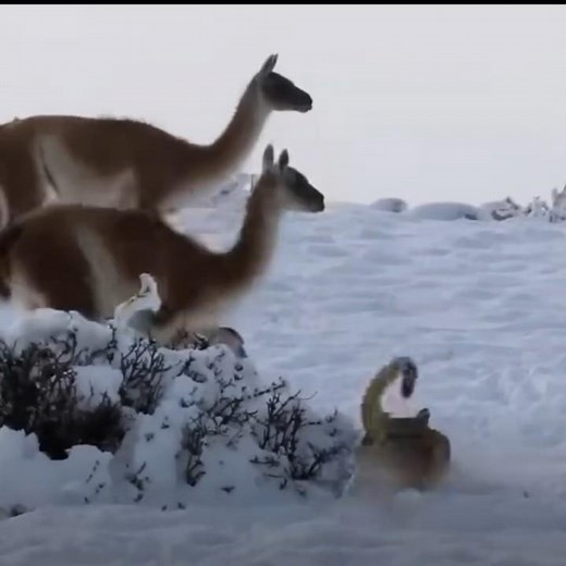 Incredible Puma Hunts a Llama in the Wild 🐆 | Nature's Most Powerful Predator