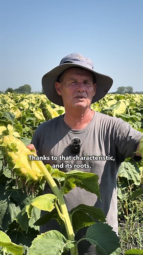 41K views · 449 reactions | Every crop has a role. This is just one of many different 5-year crop rotations we follow at our farm to keep our fields productive year after year.  What does crop rotation look like on your farm? #sustainablefarming #organicfarm #croprotation #soilhealth #farmtok | LoginEKO | Facebook