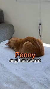 we’ll never know the secret of the facedown nap | Penny the Ginger Cat