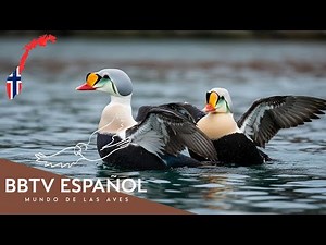 Birds of Norway | The Most Beautiful Birds of Norway You've Never Seen | BBTV Spanish