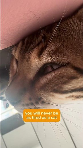 Even the most “effortless” lives deserve to be protected