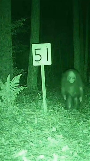 #skinwalker #fy #cctv #scary #are Area 51 Strange Creatures | Crecimientpersonal