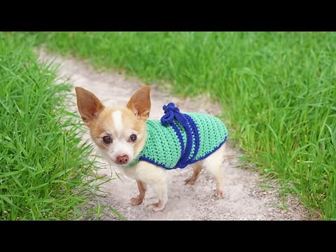 How To Crochet a Dog Sweater (All Sizes) - Beginner Friendly Tutorial