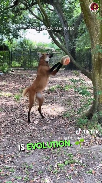 1 Minute Animals on TikTok