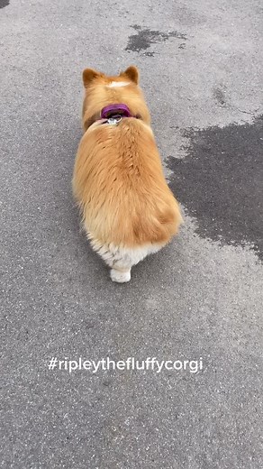 Hips don’t lie. #ripleythefluffycorgi #corgi #corgisdoingthings #corgis #fluffycorgi #corgisoftiktok #corgibuts #woofwoof #dog