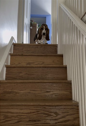 Creative Rainy Day Crafting with Basset Hounds