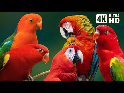 Most Amazing Red Parrots on Earth | Colorful Birds & Relaxing Nature Sounds | Beautiful Bird Sounds