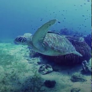 some calming ocean vibes from AQUA Geo Graphic 🐠 → yt.be/4Tetb | YouTube