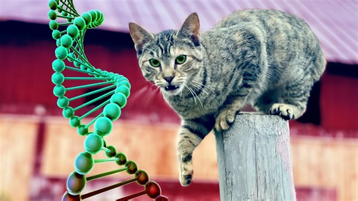 DNA testing reveals the strange breeds of our barn cats