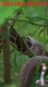 22K views · 586 reactions | Animal Planet TV on Reels | Facebook