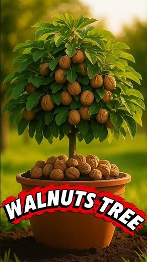How to Grow Walnuts at Home GardeningTips #Cloves #HomeGarden #foryou #PotGardening #fyp #shorts