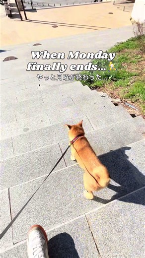 Monday mod with JD🏃🦊