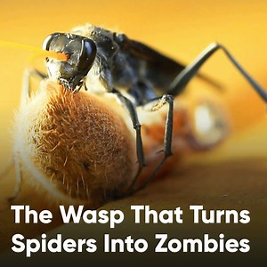 How does this wasp turn spiders into zombies?! 🕷 🐝 | Discovery Channel UK