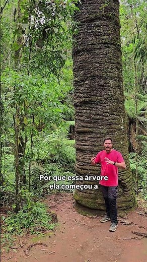 A 500-year-old Araucaria tree in Monte Verde, MG! 🌲 #nature #environment #trees