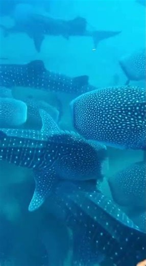 Waterslide into pool full of giant fish #funny #memes