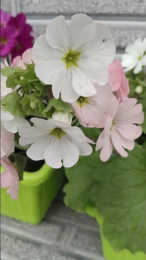 🌸 German Primrose (Primula obconica): A Gorgeous Indoor Bloomer! #gardening #houseplants #primrose