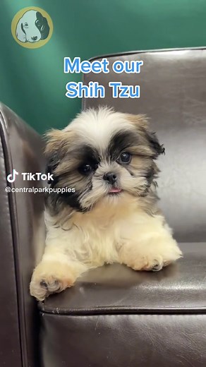 Shih Tzus: Low-Shedding Puppies Perfect for Allergy Sufferers