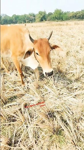 ox vs cow vs bull // bull cow uk #bullcow #bullbull #oxva #cowx