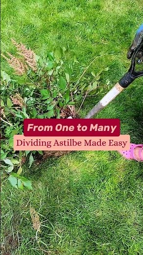 Dividing Astilbe is Easier than You Think!