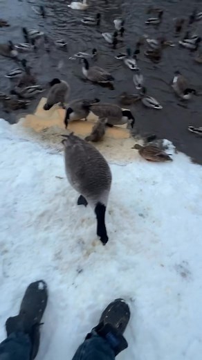 Francois Lapointe on Reels