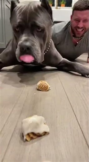 “Cane Corso vs Cinnamon Rolls Challenge 😂🐶”