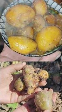 Making the ultimate fresh potato curry! 😍 #recipe #cooking