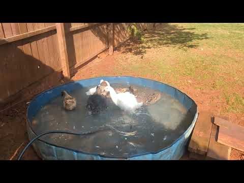 Ducks Are Yellow Farm. Clean water, fun in the sun. The girls are still happy