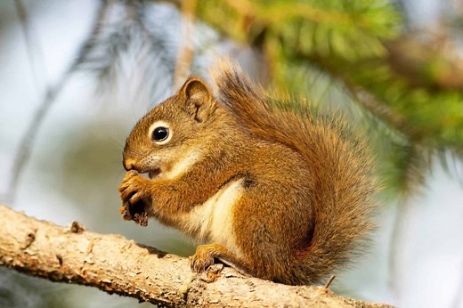 Are Squirrels Smart? Everything We Know About Their Intelligence