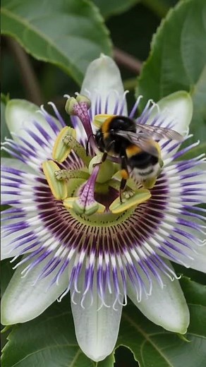 🌱 How Passion Fruit Grows From Seed to Harvest 💜 | Complete Growth Journey