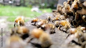 bees buzzing and flying in slow motion on the edge of a hive box in 30p 1080p