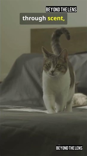 9 Signals Your Cat Uses to Communicate With You 😼 (Most Owners Miss These!)