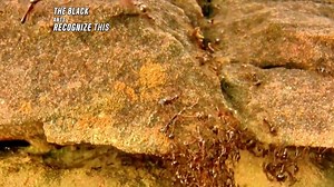 1.2M views · 9.6K reactions | The python was surrounded and attacked by the ant army. | Wild Animals | Facebook