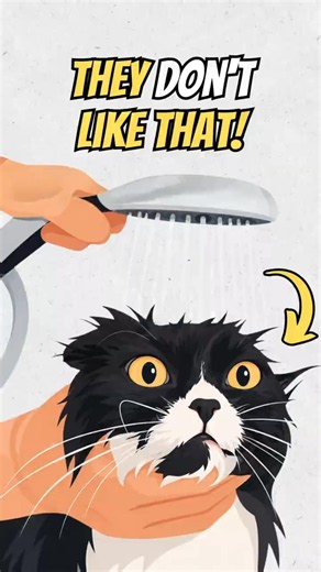 Why do cats HATE water?