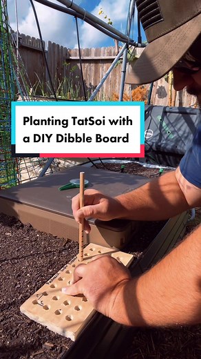 Plantando Tatsoi con un Tablero de Dibbler DIY
