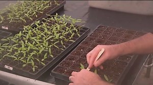 How to transplant tomatoes