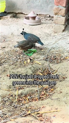 California Quail Diet Secrets: Why Greens Are a Must