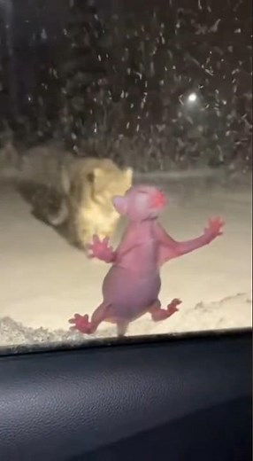 If you love cats, you should help them. 😭🐈 #cat