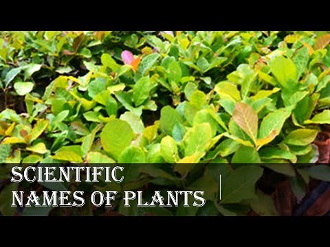 Scientific names of Plants