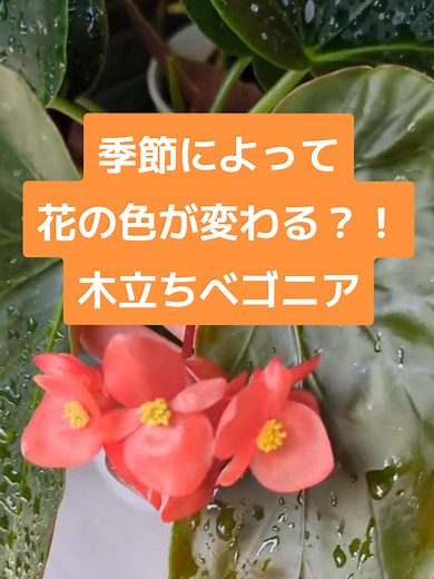 ベゴニアの育て方｜花色が季節で変わる理由と葉の楽しみ方